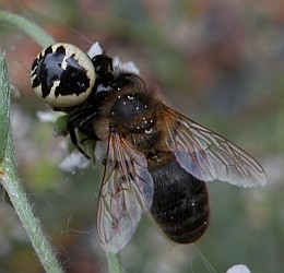 Female - Synaema globosum © Teresa Farino